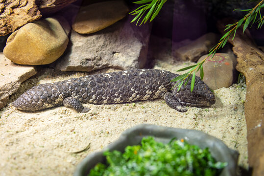 Blue Tongue Skink