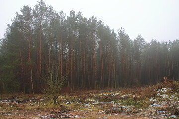 Fog in the felling of the forest. Spruce grew in place of the pile. The edge of the forest with a view of the clearing.
