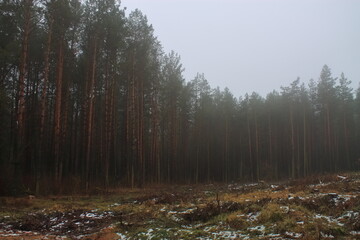 Fog in the felling of the forest. Spruce grew in place of the pile. The edge of the forest with a view of the clearing.