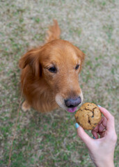 Holding cookies to feed the Golden Retriever