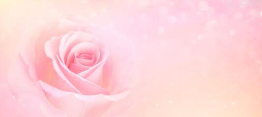 Fototapeta na wymiar Pink Rose flowers with blurred sofe pastel color background for love wedding and valentines day.
