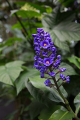 Fototapeta premium Hawaiian Tropical Purple Stock Flower