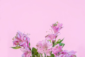 Alstroemeria pink on a pink background. The spring theme.