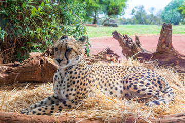 Relaxing cheetah 