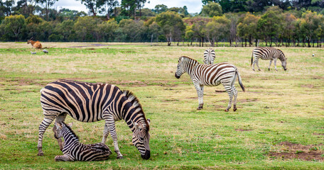 zebra in the grass