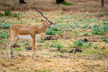 deer in the wild