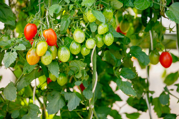 Close up of cherry tomatoes get ripe at the greenhouse