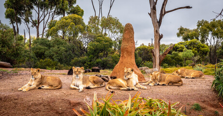 Lioness relaxing