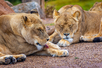 Obraz na płótnie Canvas Lioness relaxing