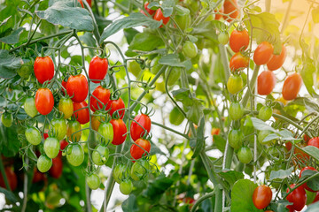 Close up of cherry tomatoes get ripe at the greenhouse