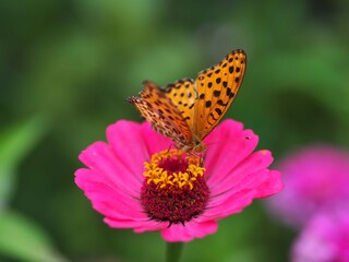ヒャクニチソウの花の蜜を吸うツマグロヒョウモン