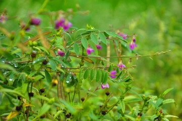 This image for Nasure, flower,Hils, 