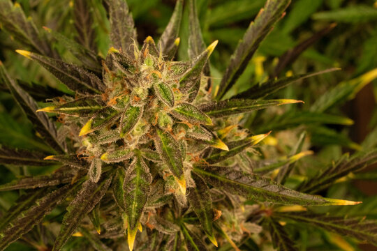 Detail of a Green Crack Variety Marijuana Plant. A close view of a cannabis plant. Details of sugar leaf, flower, calynx and pistils. Backdrop for medical marijuana information, botany info, pot smoki