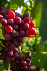 wine grapes, a ripe bunch of dark grapes, in the sun. Vineyards .