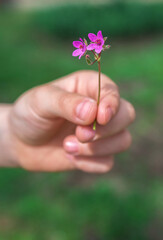 Fototapeta na wymiar Hand gives flower with love.