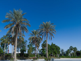 Naklejka na ściany i meble View of beautiful Palm Trees around the Sunny Blue Skies | Tropical Vacation in Dubai | Palm tree on the background 