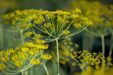 Fresh dill (Anethum graveolens) growing on the vegetable bed. Annual herb, family Apiaceae. ...