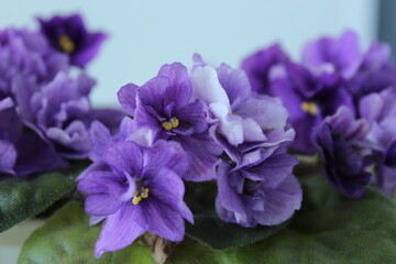 Obraz premium blue flowers