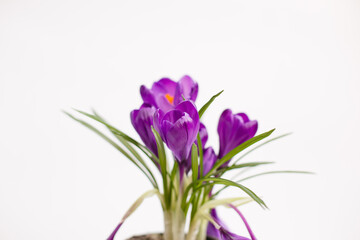 Purple crocus flower in a pot on white background. Isolated crocus. Spring flower. Easter mood