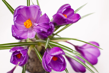 Purple crocus flower in a pot on white background. Isolated crocus. Spring flower. Easter mood