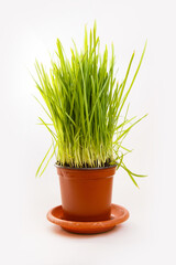 Green young fresh grass on white background. Spring mood. Easter objects. oats grass
