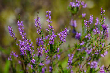 Selective focus photo. Ling heather flowers, calluna in forest.