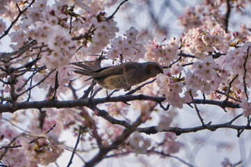 桜の蜜を吸うヒヨドリ