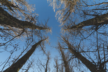 Looking up in an black poplar forest during on a blue sky. Low angle shot.