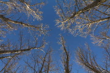 Looking up in an black poplar forest during on a blue sky. Low angle shot.