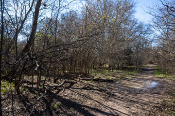 Scenery of a thickly forested areas in the Austin, Texas Hill Country.