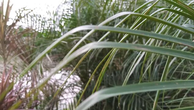 cinematic close up shot sharp pointy palm leaves swaying in the breeze with bokeh blurred defocused depth of field background of pther palm trees in corner side of river