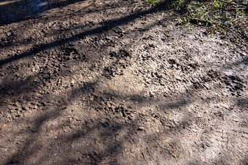 Dog tracks in the mud