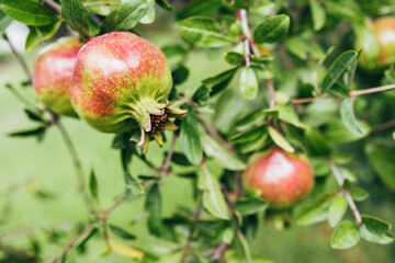 Pomegranate fruits ripen on a tree branch - vitamin dynamite for a cocktail - pomegranate juice