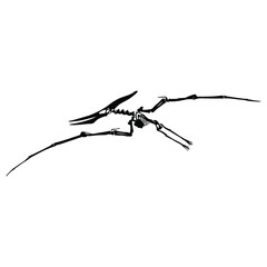Vector skeleton of extinct ancient flying reptile pteranodon. Isolated black silhouette on white background. © Olena