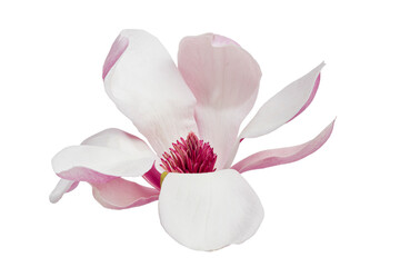 Obraz na płótnie Canvas Magnolia liliiflora flower on branch with leaves, Lily magnolia flower isolated on white background with clipping path