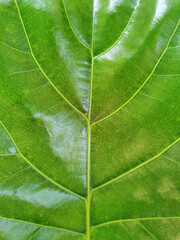 Details of the nature for background 