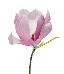Magnolia liliiflora flower on branch with leaves, Lily magnolia flower isolated on white background with clipping path