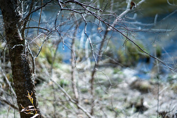 Scenery of a thickly forested areas in the Austin, Texas Hill Country.