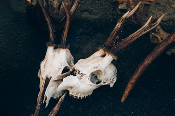 Roe deer skulls with antlers on the ground. Dark magic witch accessories, occult sciences concept,...