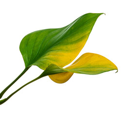 Fototapeta na wymiar Homalomena foliage, Green leaf isolated on white background, with clipping path