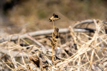 Scenery of a thickly forested areas in the Austin, Texas Hill Country.