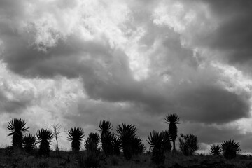 A group of aloe plants with dramatic clouds overhead in black and white
