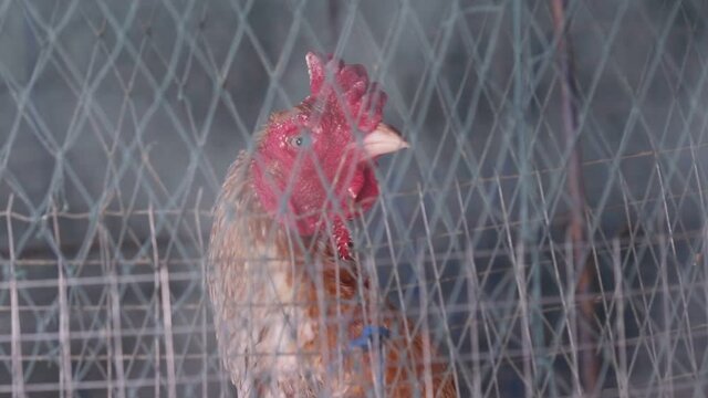 Close up macro fighting cocks standing in steel mesh coop in farm background	
