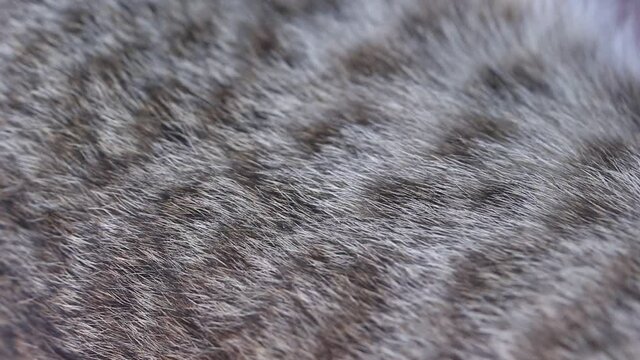 Close up body with fur of little cat gray tabby breathing while lying