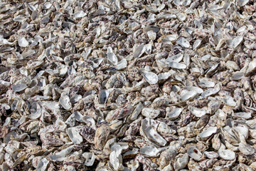Thousands of empty shells of eaten oysters discarded on sea floor in Cancale, famous for oyster farms.  Brittany, France