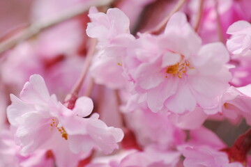 満開の枝垂れ桜を眺めて