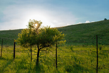 Fototapeta na wymiar Landscape with tree and sunrise