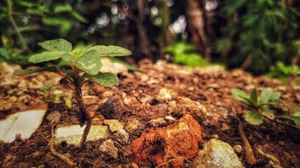 green moss on the tree