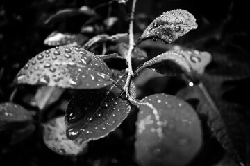 Close Up Macro Photography of Clean Water Drops On Textured Leaves at Garden. Fresh green trees and plants after rain in nature background. Transparent Dew Droplets, Sparkle Glare In Morning Sunshine.