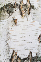 Close-up of white birch bark with black stripes - vintage paper